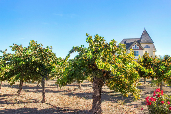 California Cabernet vines in the Mother Vine Vineyard on Concannon Vineyard's estate