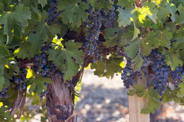 The Mother Vine Vineyard grape vines on Concannon Vineyard property