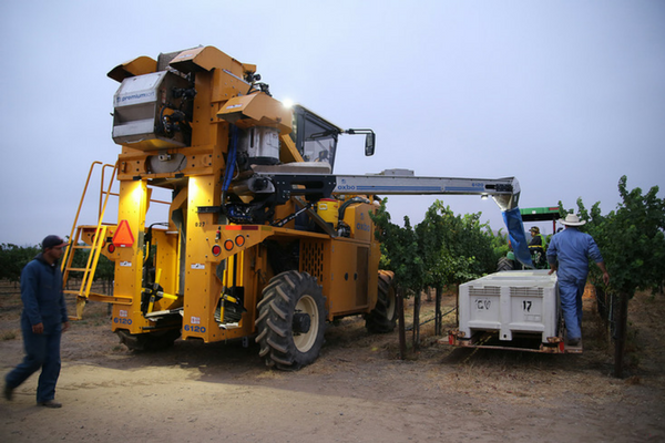 Oxbow Mechanical Harvester at Concannon Vineyard, a certified sustainable winery