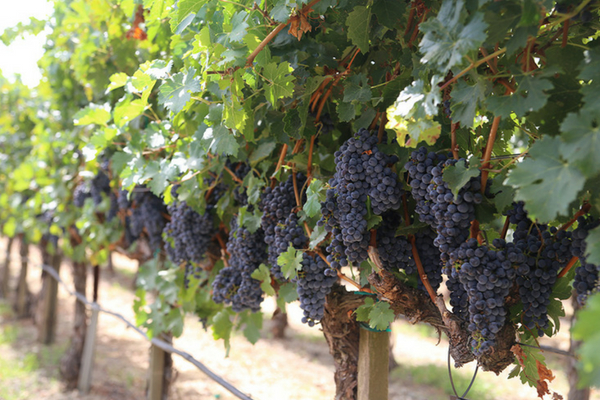 Petite Sirah grapes on the vine at Concannon Vineyard in Livermore, CA