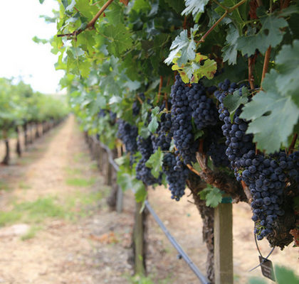 Petite Sirah vines at Concannon Vineyard