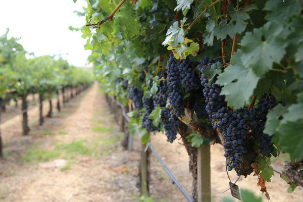 Petite Sirah vines at Concannon Vineyard