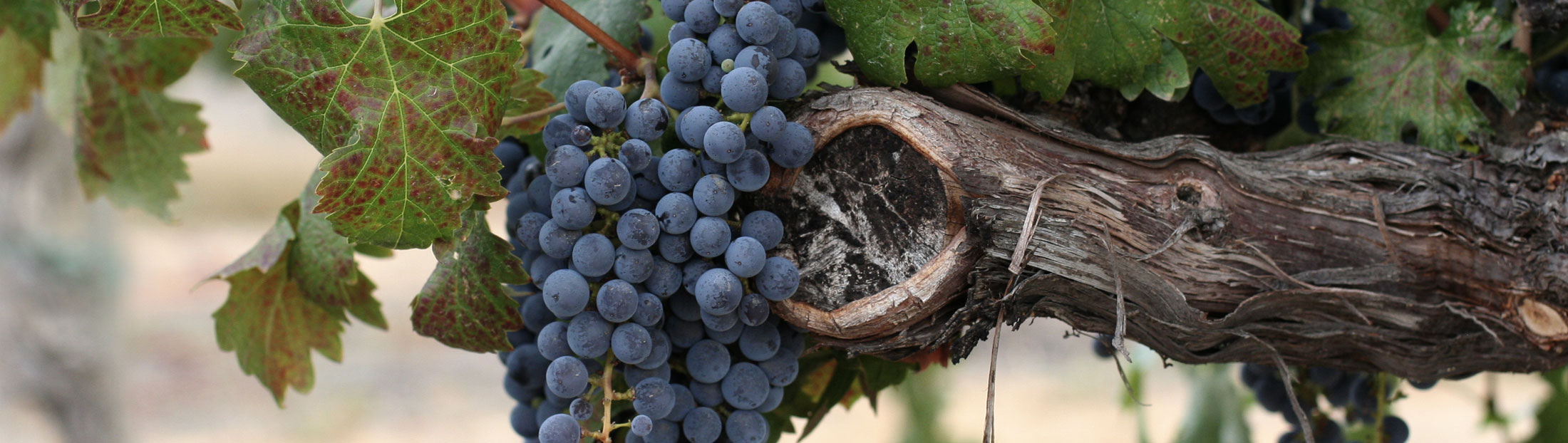 Trailblazing California Wines Grape Image