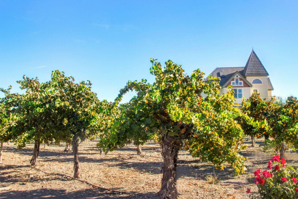 The Mother Vine vineyard at Concannon Vineyard in Livermore California