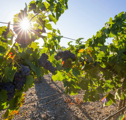 Cabernet Sauvignon grape vines at Concannon Vineyard in Livermore California