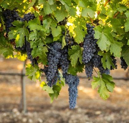 Image of Pinot Noir grape vines in LeeAnn Kaufman's blog comparing Pinot Noir vs Cabernet Sauvignon