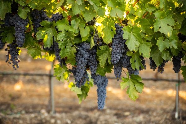 Image of Pinot Noir grape vines in LeeAnn Kaufman's blog comparing Pinot Noir vs Cabernet Sauvignon