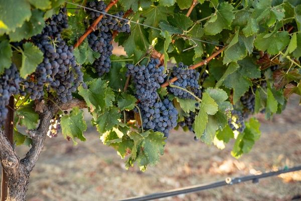 Concannon Vineyard grape vines in Livermore California