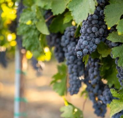 Pinot Noir grape vines at Concannon Vineyard in Livermore California