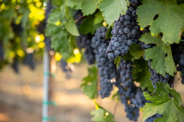Pinot Noir grape vines at Concannon Vineyard in Livermore California